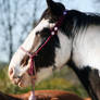 Bedouin Bridle in Pink on Mystique