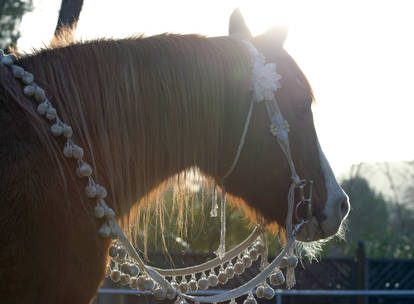 Bedouin Bridle for Bits