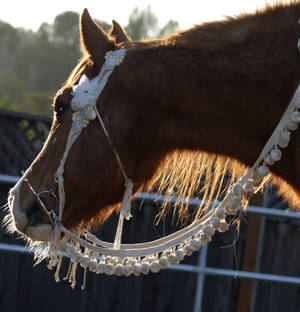 Bedouin Bridle for Bits