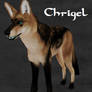 Chrigel the Coyote in Arokai