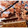 Himeji Castle and the Blossoms
