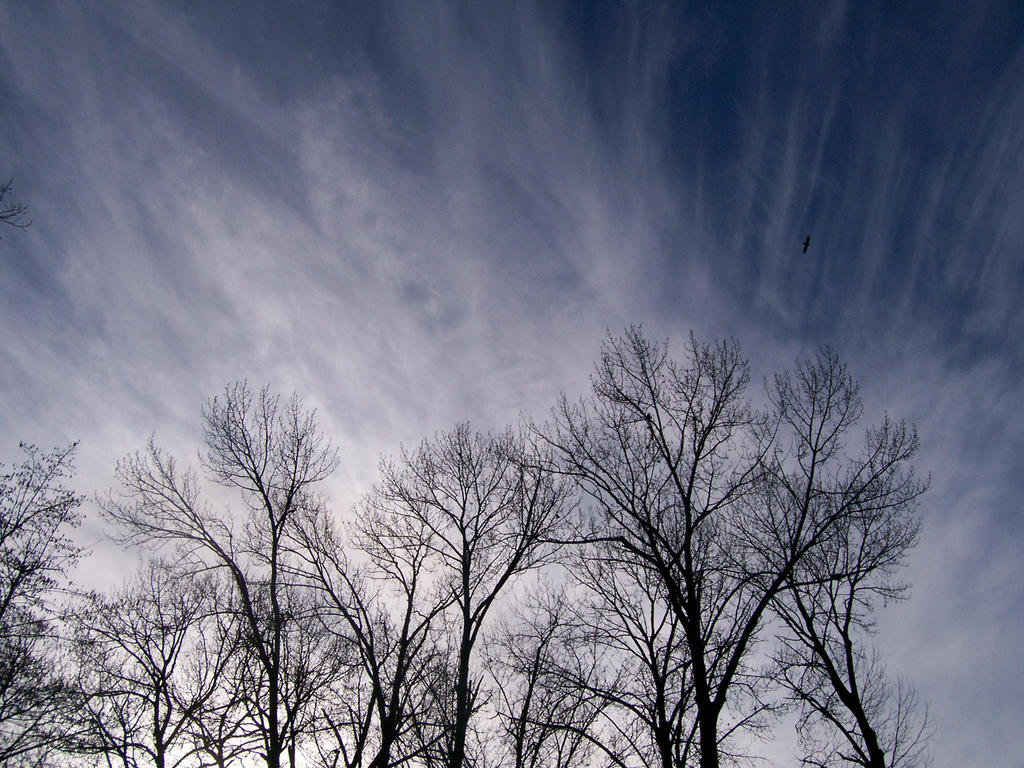 Wispy Trees 02-28-08 by Imoyikust on DeviantArt