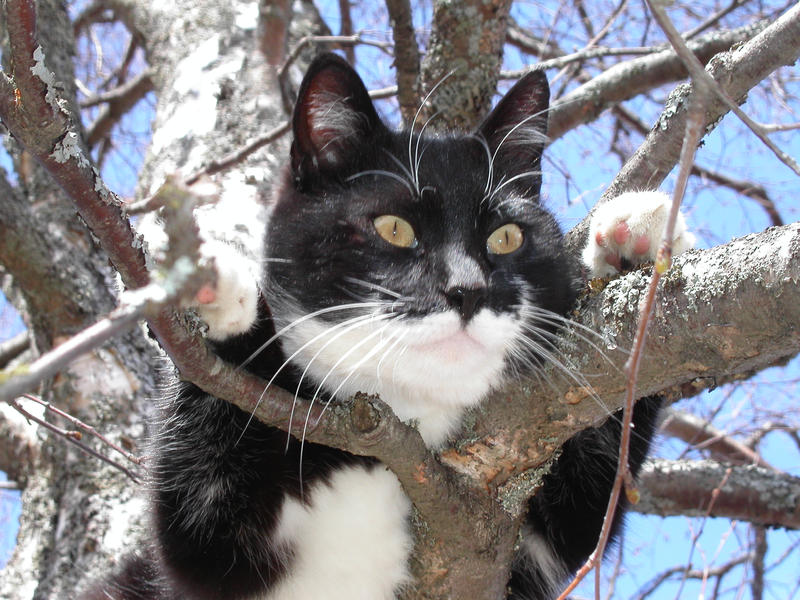 Mauku in tree by sardion87 on DeviantArt