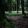 Dark Forest 1