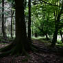 Dark Forest 2