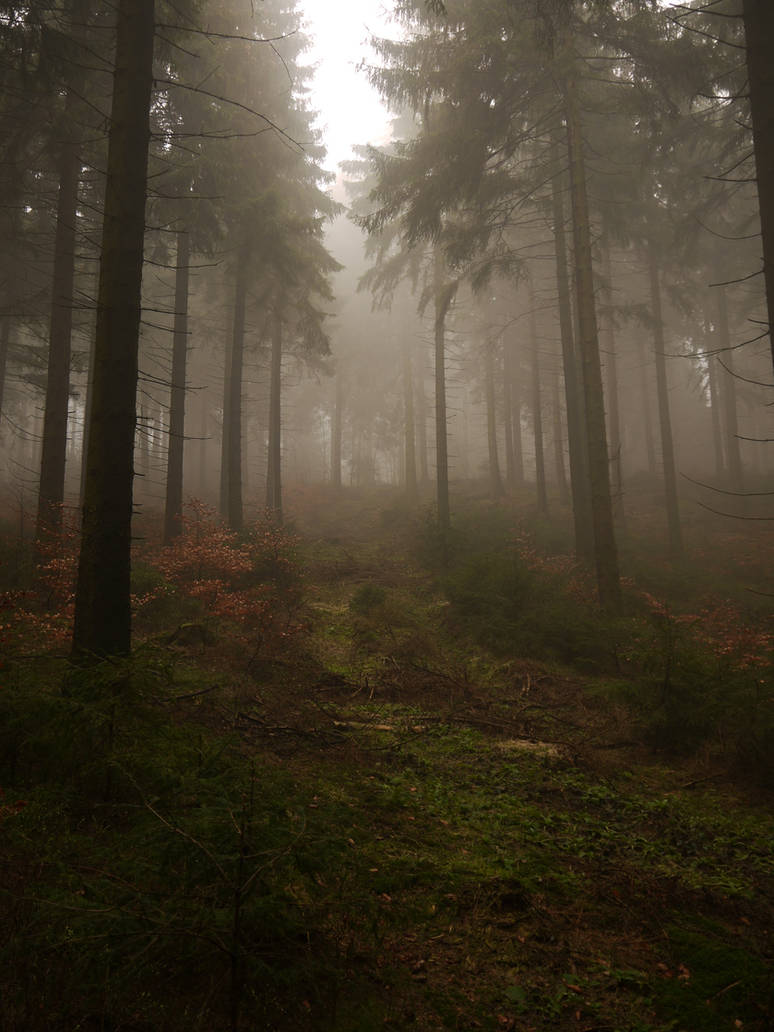 A morning in Lothlorien 40 by Dragoroth-stock