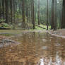 Rainy Forest BG