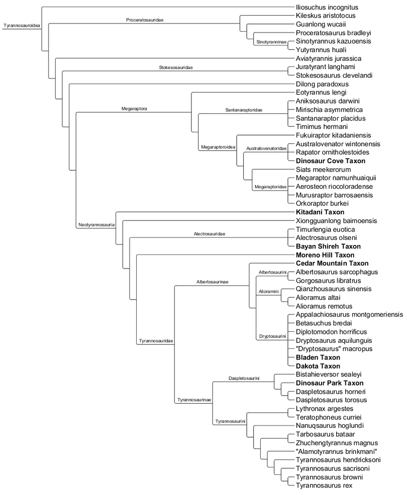 Speculative Tyrannosauroidea Phylogeny by PaleoAustin
