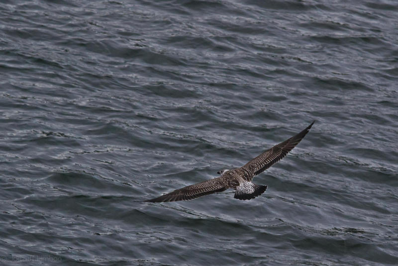 frozen flight