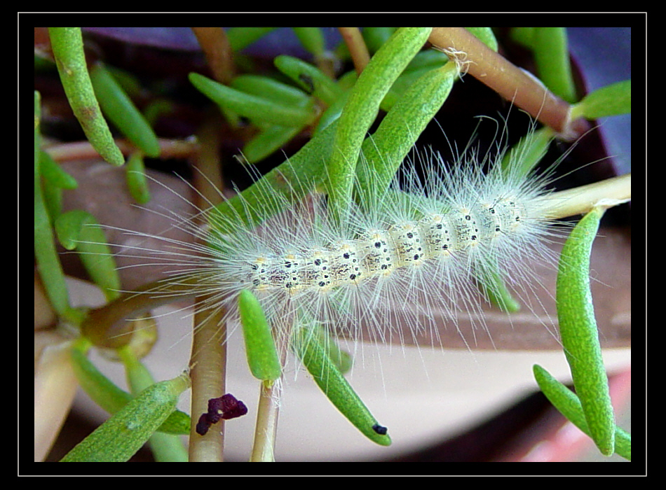 The Very Hungry Caterpillar