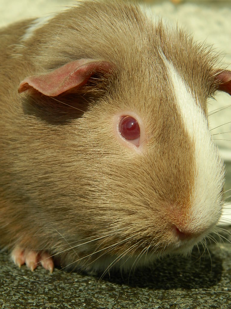 Ella's Close Up