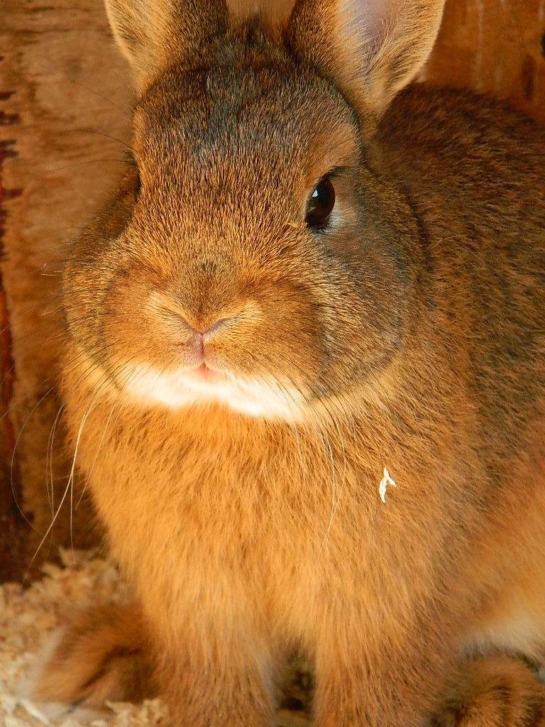 New Rabbit: Rolo by Saffie-Chan on DeviantArt