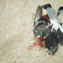 crushed pigeon 2