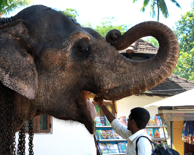 Man feeding an elephant