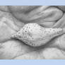 The Sea-shell and the Hand