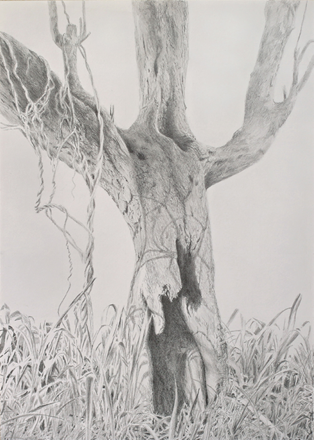 Pencil drawing: *The Crucifixion Tree* (42x30 cms)