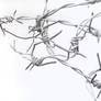 *Barbed Wire*
