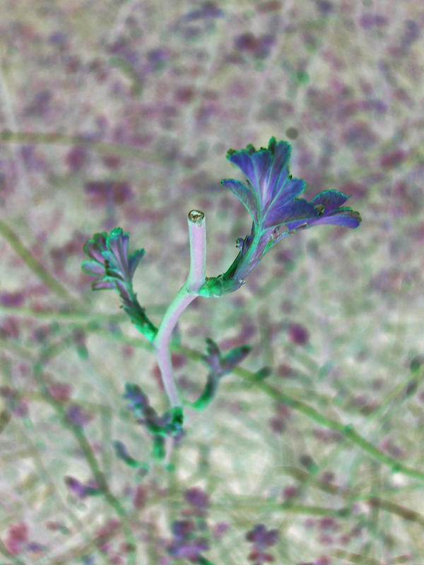 My Inverted My Inverted Spring by Nenyath on DeviantArt