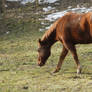 Across The Pasture