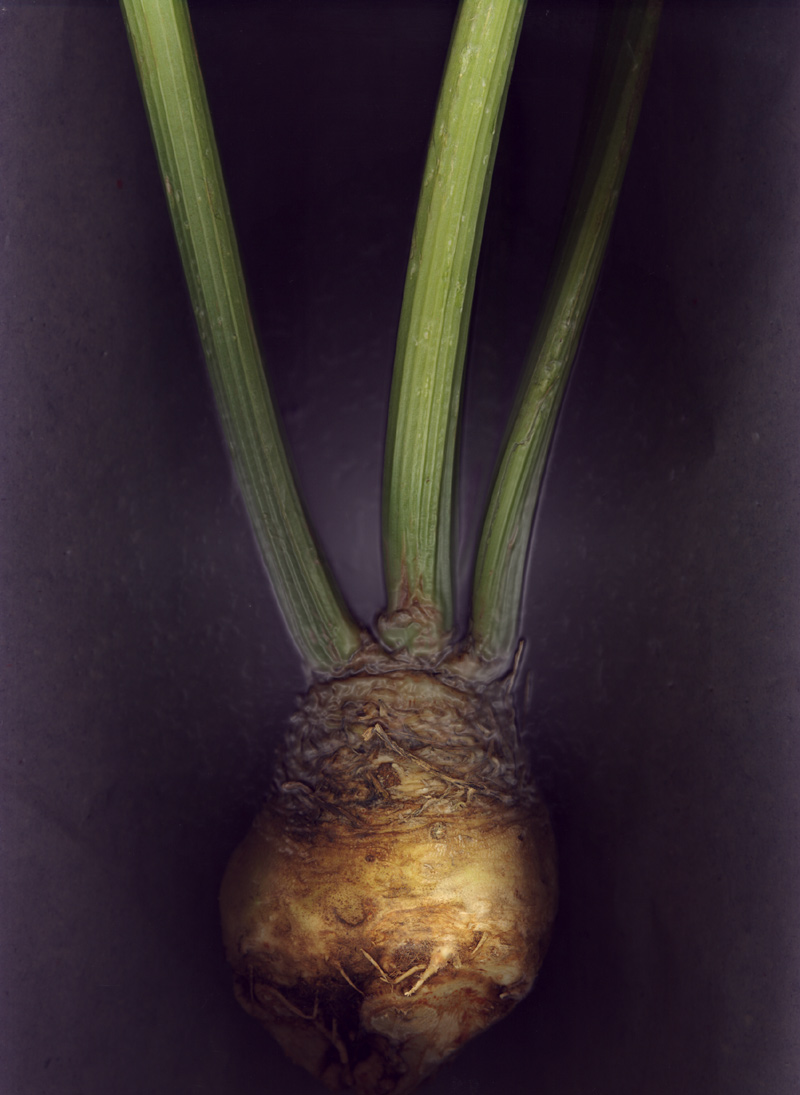 Celery Root No.2