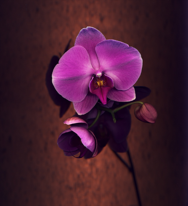 Orchid, In Your Face