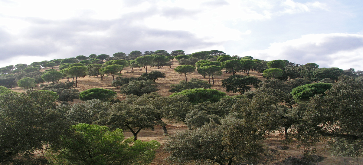 Landscape Spain 073