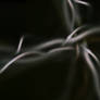 Nervous System
