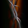 Vascular System
