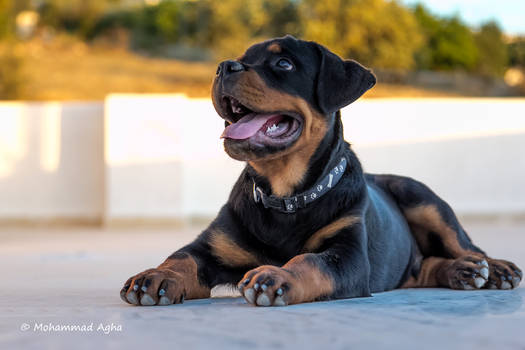 Rottweiler