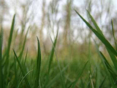 My-Stock - Grass