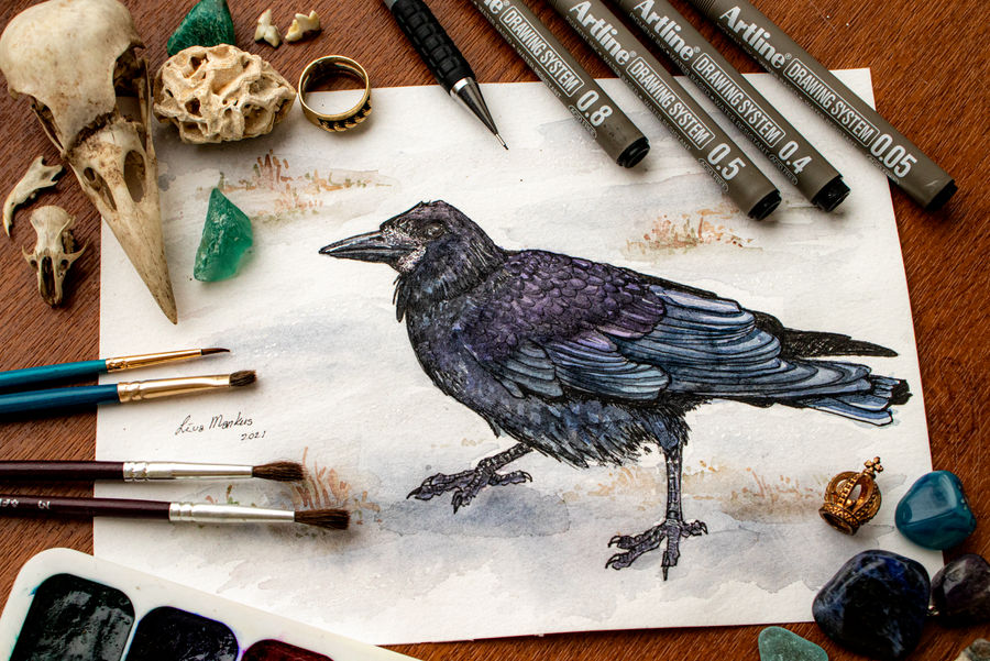 Day #4: Rook (Corvus frugilegus) by Firesoul-LV on DeviantArt