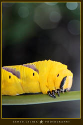 yellow caterpillar