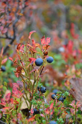 Blueberry Fields