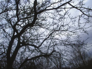 Tree and sky