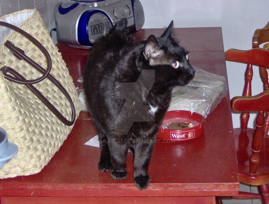 Hello Layla by Lillilai on DeviantArt