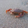 crab 1