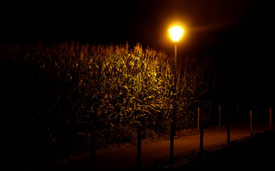 Corn in the night