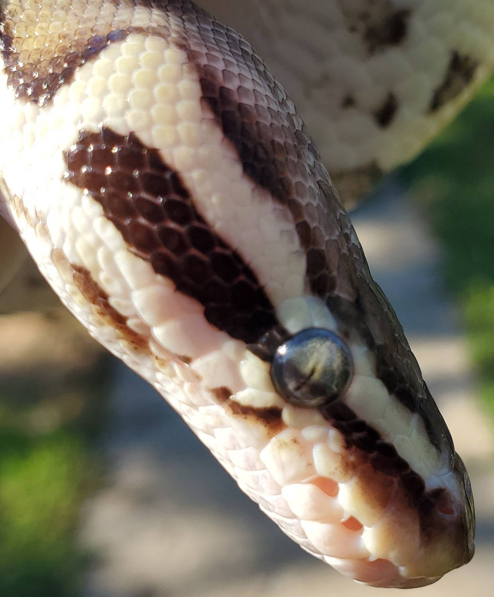 Python Eyes