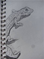 Sketches3_My Gecko