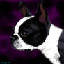 Boston Terrier