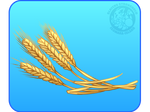 [0] Wheat by IsomaraIndex