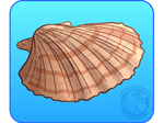 [0] Scallop by IsomaraIndex