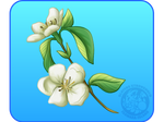 [0] Flowering Quince by IsomaraIndex