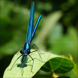 Blue Dragonfly