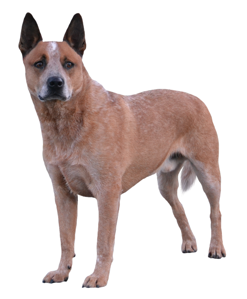 Pre-cut australian heeler