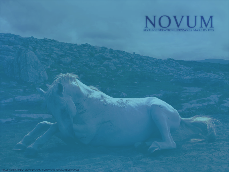 NOVUM