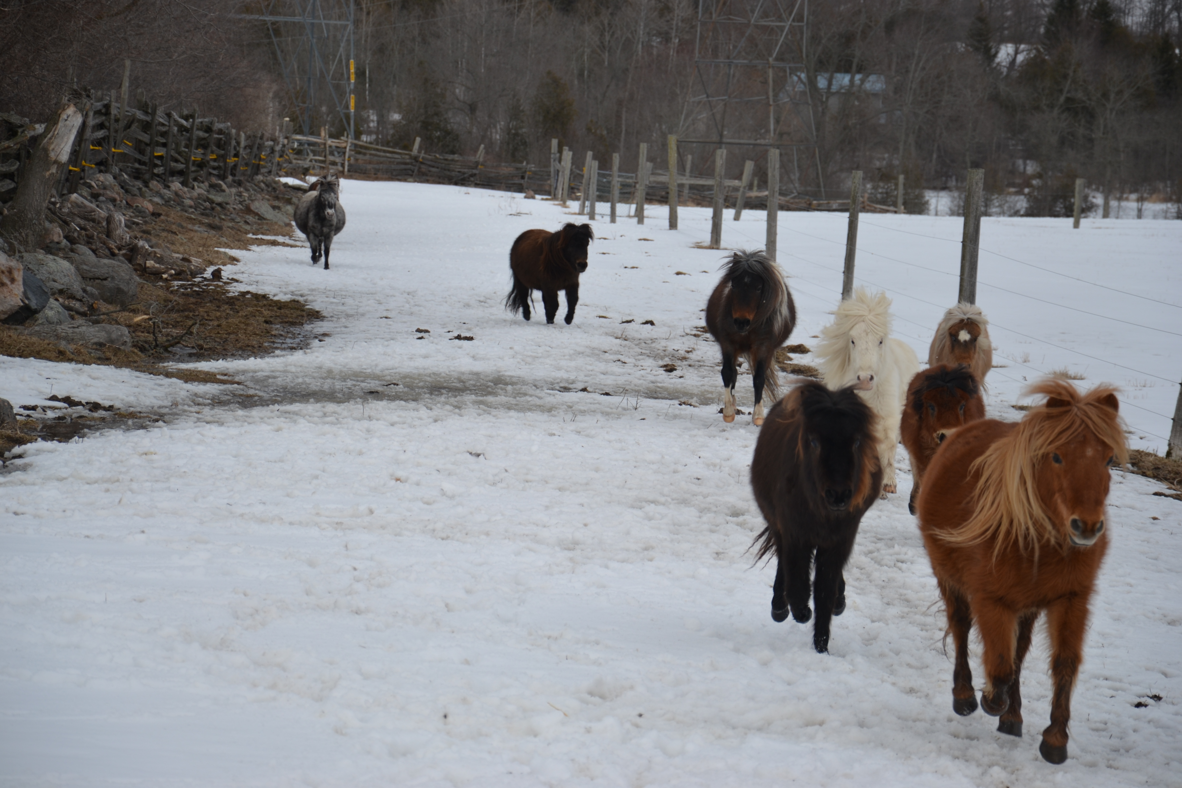 Miniature Horse