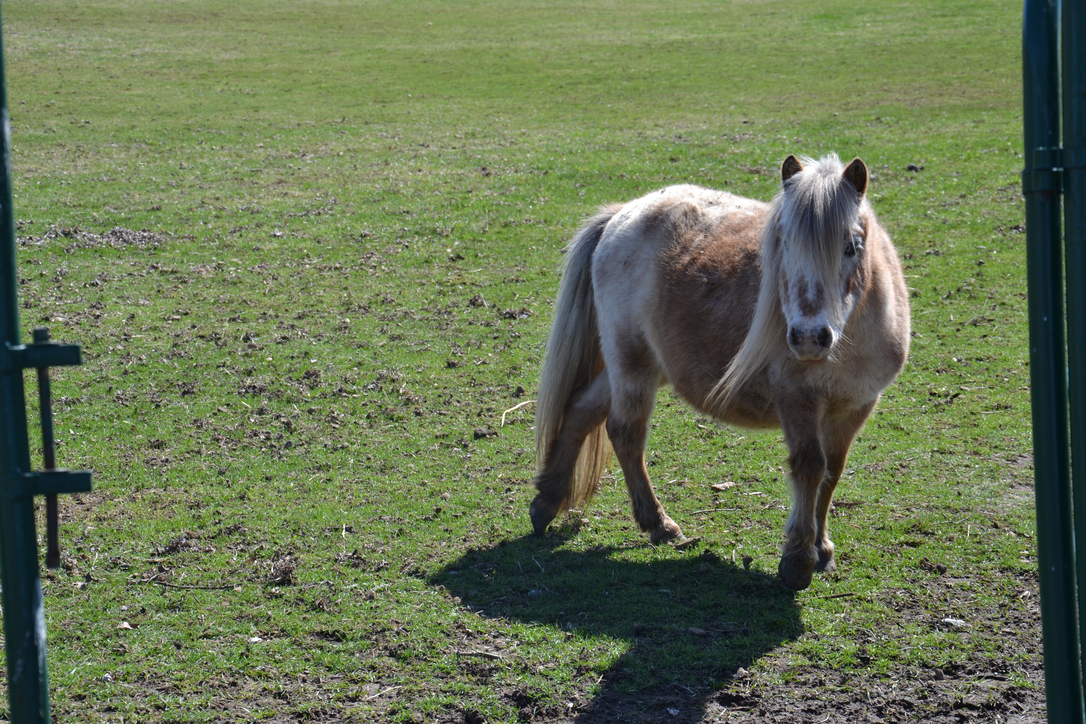 Miniature Horse