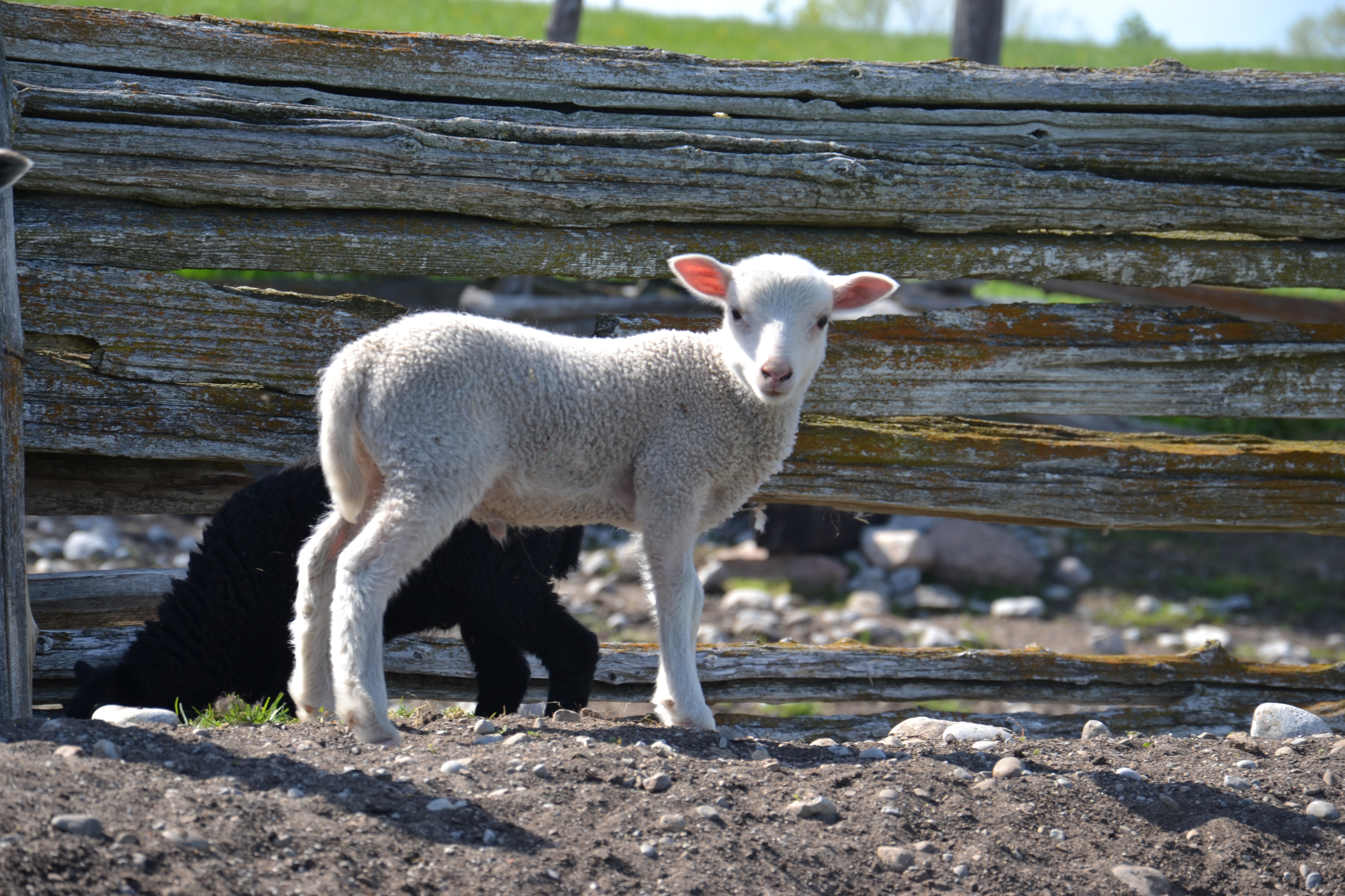 Shetland Sheep lamb X