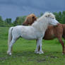 Miniature Horse